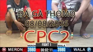 Video phát lại đá gà trực tiếp CPC2 ngày 08082026