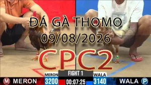 Video phát lại đá gà trực tiếp CPC2 ngày 09082026