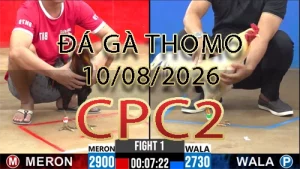 Video phát lại đá gà trực tiếp CPC2 ngày 10082026