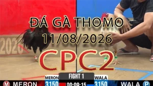 Video phát lại đá gà trực tiếp CPC2 ngày 11082026