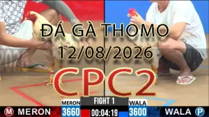 Video phát lại đá gà trực tiếp CPC2 ngày 12082026