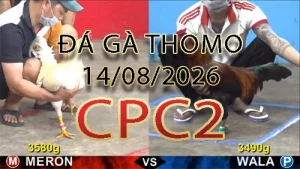 Video phát lại đá gà trực tiếp CPC2 ngày 14082026
