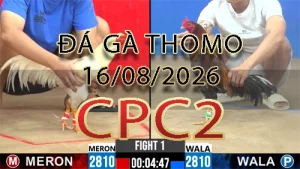 Video phát lại đá gà trực tiếp CPC2 ngày 16082026