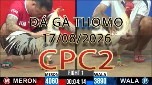 Video phát lại đá gà trực tiếp CPC2 ngày 17082026