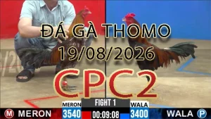 Video phát lại đá gà trực tiếp CPC2 ngày 19082026