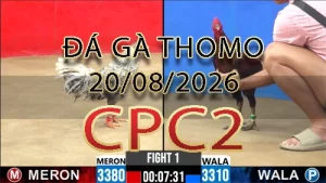 Video phát lại đá gà trực tiếp CPC2 ngày 20082026