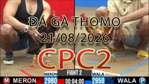 Video phát lại đá gà trực tiếp CPC2 ngày 21082026