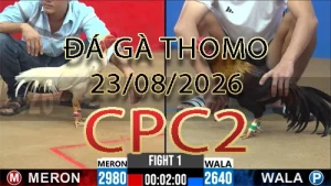 Video phát lại đá gà trực tiếp CPC2 ngày 23082026