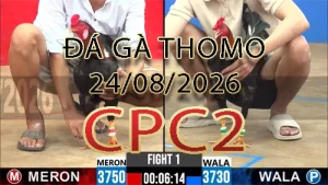 Video phát lại đá gà trực tiếp CPC2 ngày 24082026
