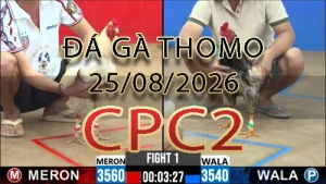 Video phát lại đá gà trực tiếp CPC2 ngày 25082026
