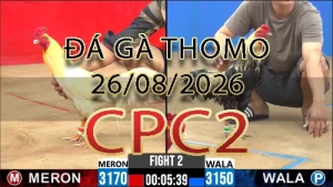 Video phát lại đá gà trực tiếp CPC2 ngày 26082026