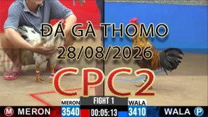 Video phát lại đá gà trực tiếp CPC2 ngày 28082026