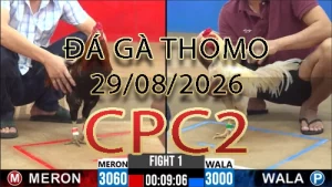 Video phát lại đá gà trực tiếp CPC2 ngày 29082026