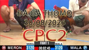 Video phát lại đá gà trực tiếp CPC2 ngày 30082026