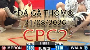 Video phát lại đá gà trực tiếp CPC2 ngày 31082026