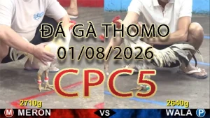 Video phát lại đá gà trực tiếp CPC5 ngày 01082026