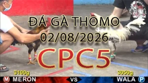 Video phát lại đá gà trực tiếp CPC5 ngày 02082026
