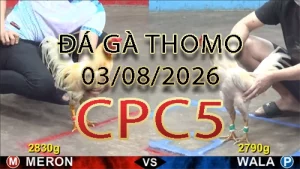 Video phát lại đá gà trực tiếp CPC5 ngày 03082026