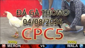 Video phát lại đá gà trực tiếp CPC5 ngày 04082026