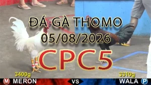 Video phát lại đá gà trực tiếp CPC5 ngày 05082026