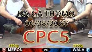 Video phát lại đá gà trực tiếp CPC5 ngày 06082026