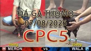 Video phát lại đá gà trực tiếp CPC5 ngày 07082026