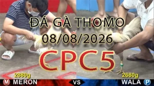 Video phát lại đá gà trực tiếp CPC5 ngày 08082026