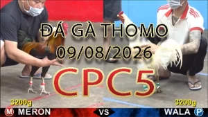 Video phát lại đá gà trực tiếp CPC5 ngày 09082026