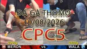 Video phát lại đá gà trực tiếp CPC5 ngày 10082026