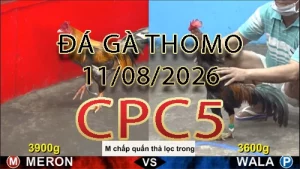Video phát lại đá gà trực tiếp CPC5 ngày 11082026