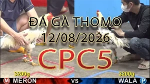 Video phát lại đá gà trực tiếp CPC5 ngày 12082026