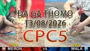 Video phát lại đá gà trực tiếp CPC5 ngày 13082026