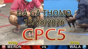 Video phát lại đá gà trực tiếp CPC5 ngày 15082026