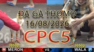 Video phát lại đá gà trực tiếp CPC5 ngày 16082026
