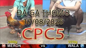 Video phát lại đá gà trực tiếp CPC5 ngày 17082026