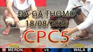 Video phát lại đá gà trực tiếp CPC5 ngày 18082026