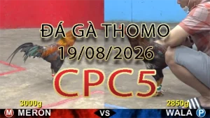 Video phát lại đá gà trực tiếp CPC5 ngày 19082026