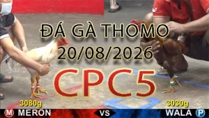 Video phát lại đá gà trực tiếp CPC5 ngày 20082026