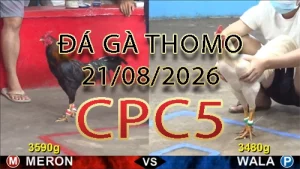 Video phát lại đá gà trực tiếp CPC5 ngày 21082026