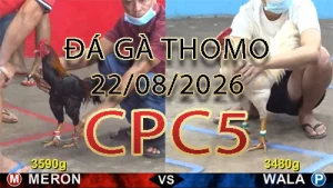 Video phát lại đá gà trực tiếp CPC5 ngày 22082026
