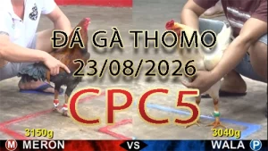 Video phát lại đá gà trực tiếp CPC5 ngày 23082026