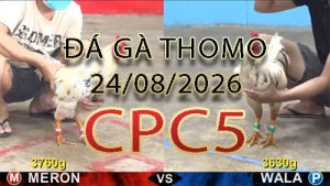 Video phát lại đá gà trực tiếp CPC5 ngày 24082026