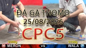 Video phát lại đá gà trực tiếp CPC5 ngày 25082026
