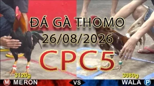 Video phát lại đá gà trực tiếp CPC5 ngày 26082026