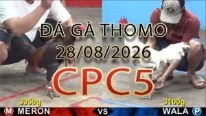 Video phát lại đá gà trực tiếp CPC5 ngày 28082026