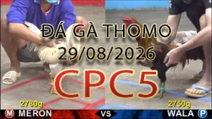 Video phát lại đá gà trực tiếp CPC5 ngày 29082026