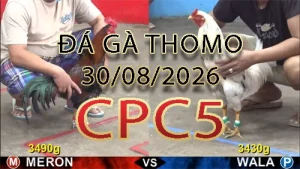 Video phát lại đá gà trực tiếp CPC5 ngày 30082026