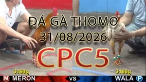Video phát lại đá gà trực tiếp CPC5 ngày 31082026
