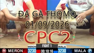 Video phát lại đá gà trực tiếp CPC2 ngày 01092026