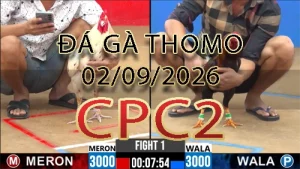 Video phát lại đá gà trực tiếp CPC2 ngày 02092026